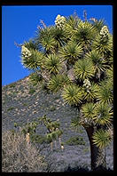 Joshua Tree National Park