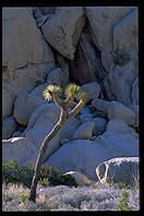 Joshua Tree National Park