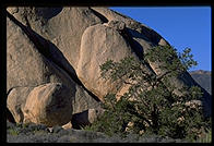 Joshua Tree National Park