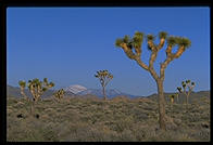 Joshua Tree National Park