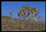 Joshua Tree National Park