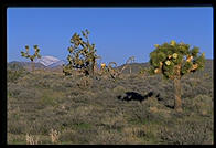 Joshua Tree National Park