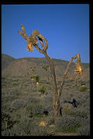 Joshua Tree National Park