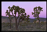 Joshua Tree National Park