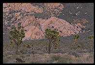 Joshua Tree National Park