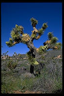 Joshua Tree National Park