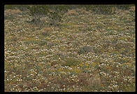 Joshua Tree National Park