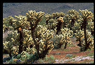 Cholla Cactus.  Colorado Desert.  Joshua Tree National Park