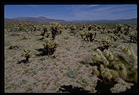 Cholla Cactus Garden.  Colorado Desert.  Joshua Tree National Park