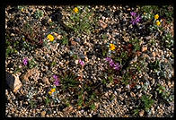 Wildflowers. Joshua Tree National Park