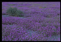 Field of wildflowers. Palm Desert, California