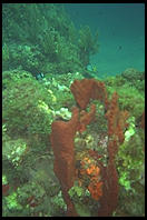 Coral.  Anse Chastanet.  St. Lucia. Caribbean.