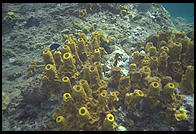 Underwater at Anse Chastanet, St. Lucia