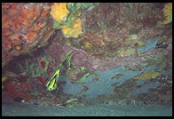 Underwater at Anse Chastanet, St. Lucia