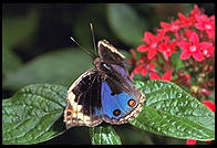 Butterfly World, Pompano Beach, Florida