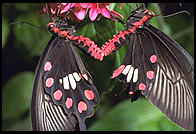 Butterfly World, Pompano Beach, Florida