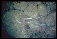 Eel