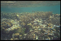 Underwater at Tobago Keys