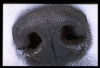 Alex's Nose.