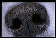 Alex's Nose.