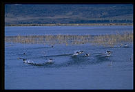 Lower Klamath National Wildlife Refuge