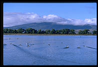 Lower Klamath National Wildlife Refuge