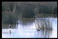 Lower Klamath National Wildlife Refuge