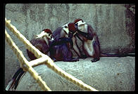 Monkeys conferring.  Audubon Zoo.  New Orleans, Louisiana. 