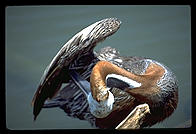 Pelican.  Audubon Zoo.  New Orleans, Louisiana. 