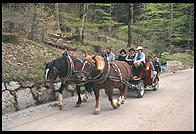 Horse Carriages taking tourists up to Neuschwanstein (King Ludwig II's great castle in Bavaria).