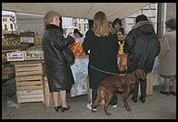 An Irish Setter in Venice's Rialto Markets