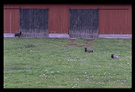 Route 144, near Alskog. Southern  Gotland.  Sweden