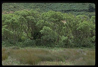 Tennesee Valley Trail.  Marin County, California.