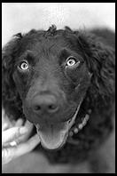 Boykin Spaniel in Harvard Yard.  Cambridge, MA 1998.