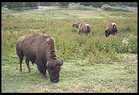 Bison.  Golden Gate Park. San Francisco, California.