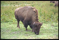 Bison.  Golden Gate Park. San Francisco, California.