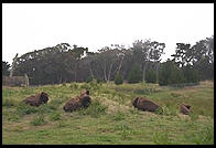 Bison.  Golden Gate Park. San Francisco, California.