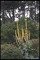 Golden Gate Park.  San Francisco, California