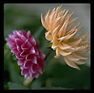 Flowers.