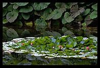 Botaniska Tradgarden.  Visby, Gotland.