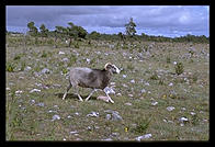Sheep on Faro. Northern Gotland.  Sweden