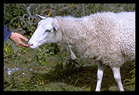 Eve feeding sheep on Faro. Northern Gotland.  Sweden