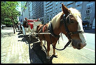 Manhattan, 1995.