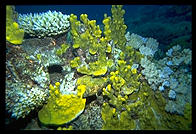 Great Barrier Reef, Australia.