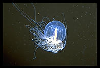 Jellyfish. Monterey Aquarium. California.