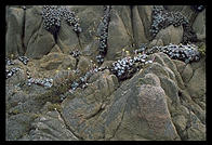 Point Lobos.  California Coast, just south of Carmel.