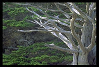 Tree at Point Lobos. California Coast, just south of Carmel.