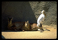 Antelope and bird.