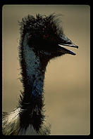 Bird Face.