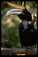 Some kind of black bird in a zoo.